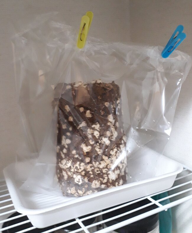 しいたけ栽培開始