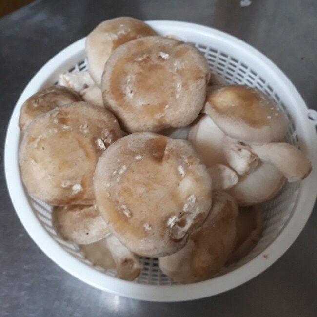 しいたけ6日目