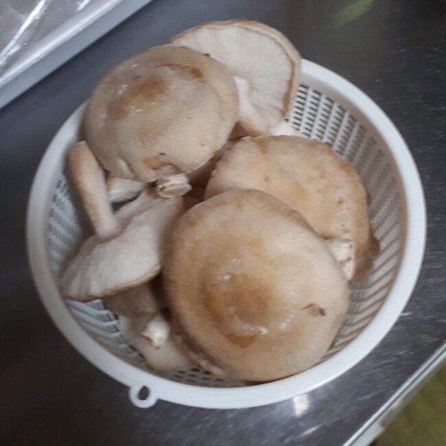 しいたけ7日目