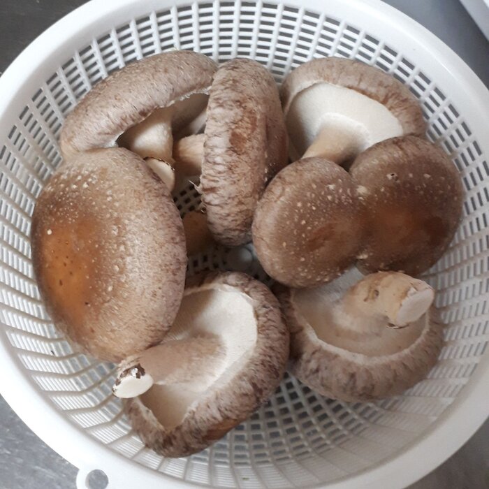 しいたけ7日目