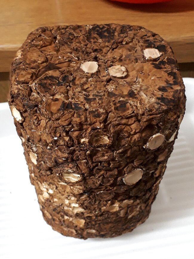 しいたけ11日目