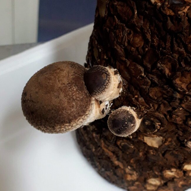 しいたけ10日目