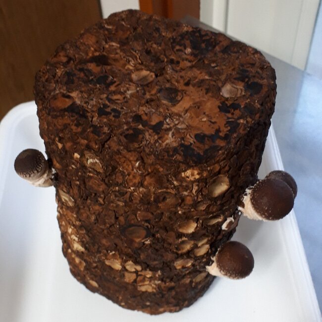 しいたけ11日目