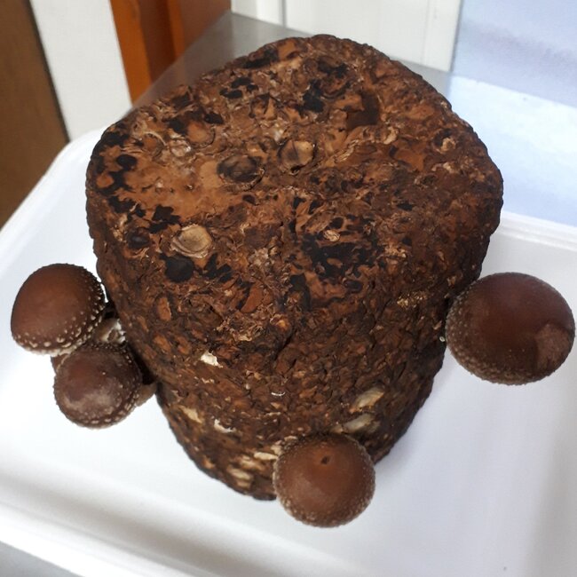 しいたけ12日目