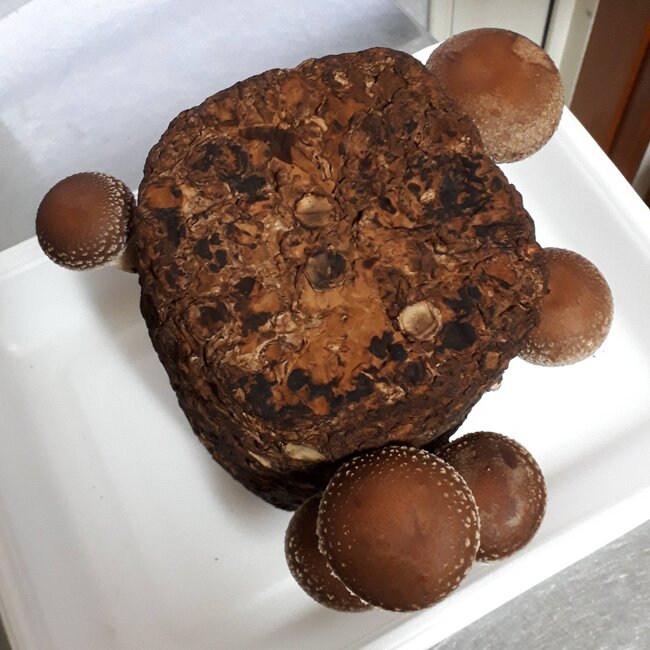 しいたけ13日目