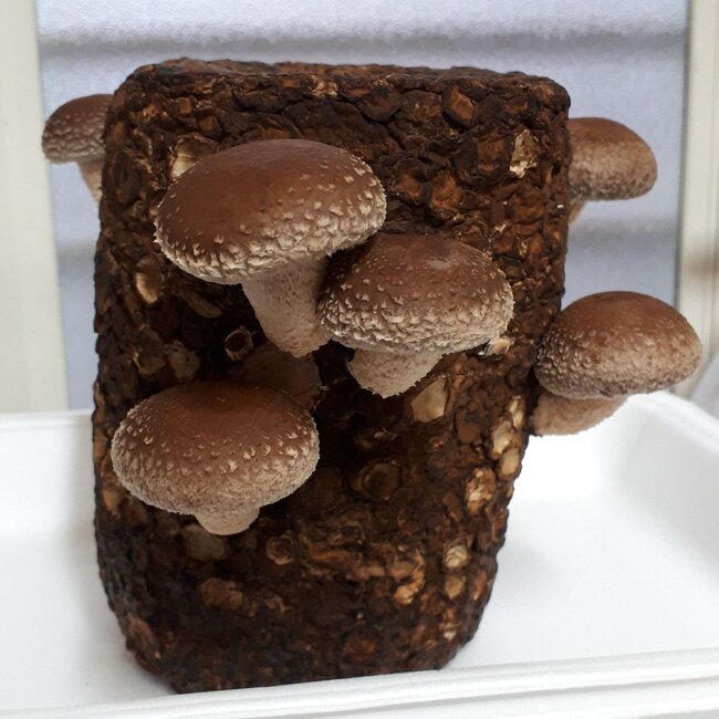 しいたけ13日目