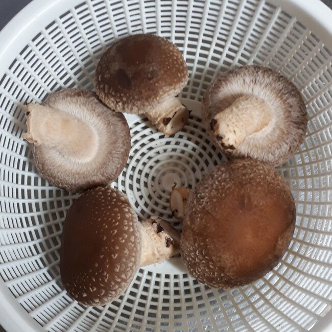 しいたけ13日目