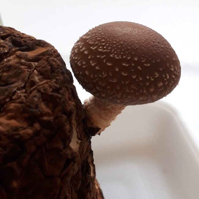 しいたけ14日目