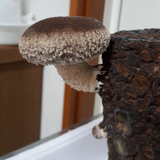 しいたけ10日目-1