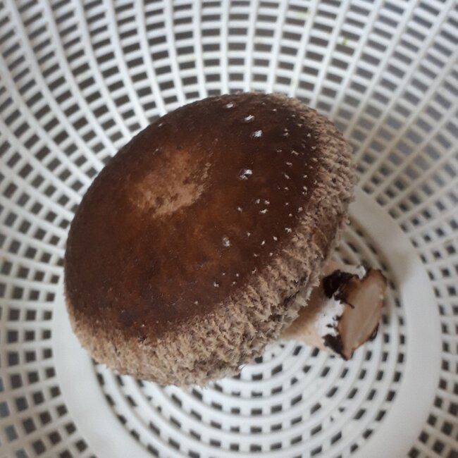 しいたけ10日目-2