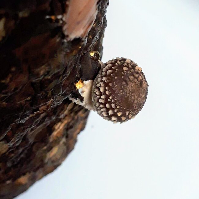 しいたけ11日目