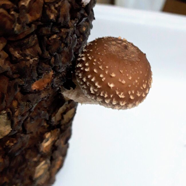 しいたけ12日目