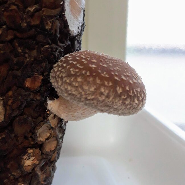 しいたけ13日目