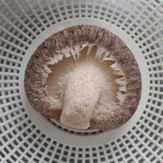 しいたけ14日目-2