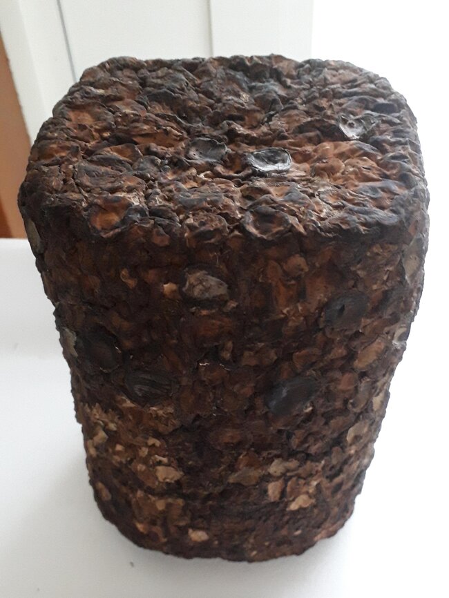 しいたけ15日目