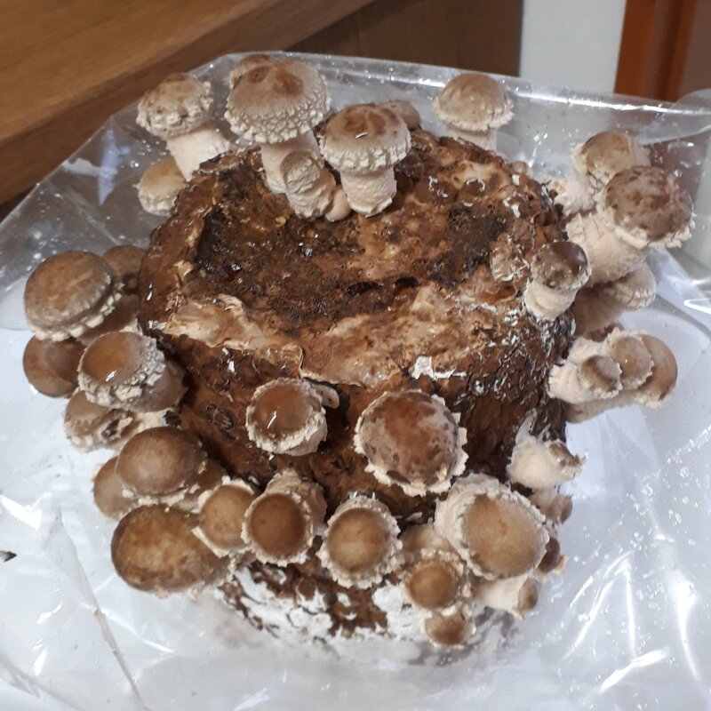 しいたけ到着後3日目