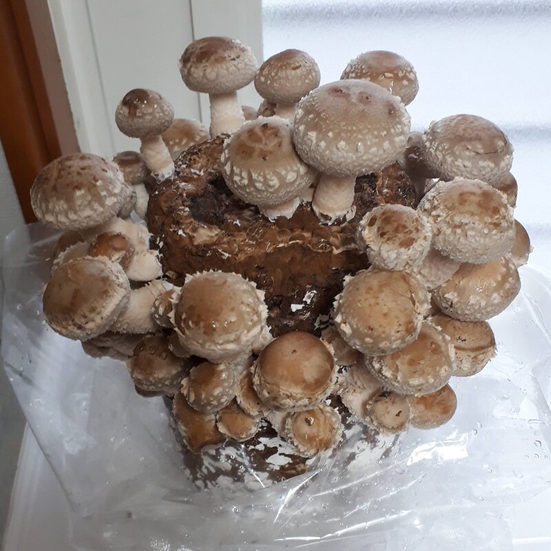 しいたけ到着後4日目