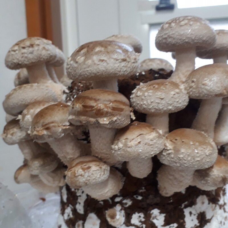 しいたけ到着後4日目密集
